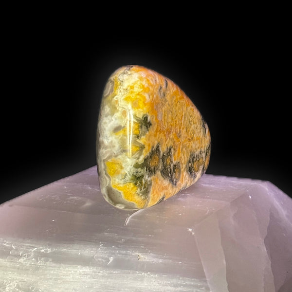 Bumblebee Jasper